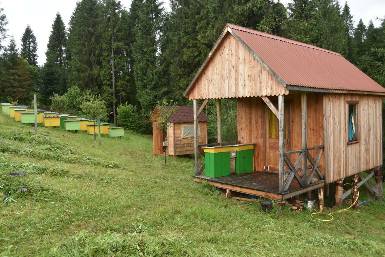 Зубровиця Bukovinka Экстерьер фото